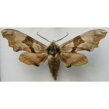 Mimas tiliae (Linnaeus, 1758) Nastrosz lipowiec Poland7n